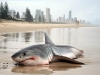 thumbs gw washed ashore Shark Fishing