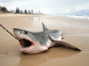 thumbs gw washed ashore1 Shark Fishing