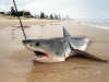 thumbs gw washed ashore2 Shark Fishing