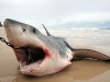 thumbs gw washed ashore3 Shark Fishing
