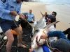 thumbs gw washed ashore4 Shark Fishing