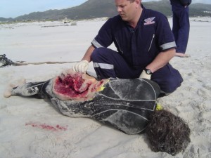 Shark Attack Victim Surfer
