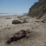 Mangled Seal Corpse Washes Ashore at Bixby Ranch R.I.P. 6/17/08