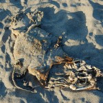 seal corpse seal corpse