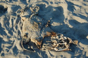 1423945534 f21ea70929 300x199 Pinniped Carcasses Littering Pacific Ocean Beaches