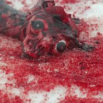 skinned baby seal skinned baby seal