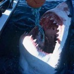 This Monstrous Great White Shark is Assaulting a Fishing Boat This Monstrous Great White Shark is Assaulting a Fishing Boat