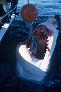Monstrous, Aggressive Great White Shark Assaults Fishing Boat
