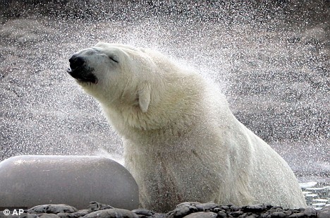 Polar Bear Polar Bear