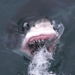 Juvenile Great White Juvenile Great White