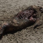bixby shark kill part two - the fear beneath