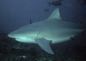 Man-eater: The Bull Shark