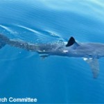 Catalina Channel White Shark