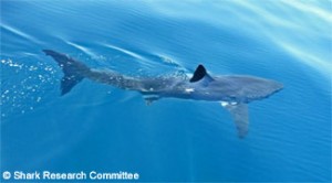 Catalina Channel White Shark catalina channel 7 2008 300x166 Catalina Channel White Shark Sighting