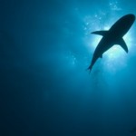 Shark Silhouette