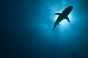 Shark Silhouette crw 3210 300x200 Surfer Recovering After Shark Attack