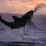 a great white shark breaching Sharks breaching in Southern California is uncommon behavior