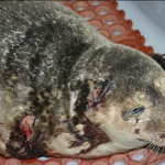 Seal - Shark Victim