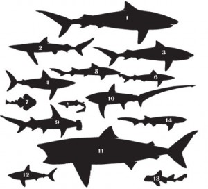 sharkscuts  1 300x272 Sharks of the Santa Barbara Channel