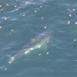 Great White Shark Looking for a Surfer