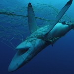 Shark Caught in Net Shark Caught in Net