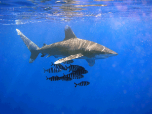 1023px oceanic whitetip shark 300x225 Oceanic Whitetip Shark