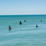 15 Large Tiger Shark Sightings close Big Island Beaches 15 Large Tiger Shark Sightings close Big Island Beaches