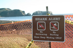 2052134434 398b901fac 300x199 Stinson Beach Reopens Amidst Great White Shark Fears