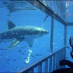 Cage diving with great white sharks off Ledbetter Beach