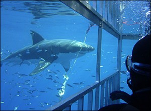 Great White Shark Cage Dive Guadalupe Island Great White Shark, Guadalupe Island