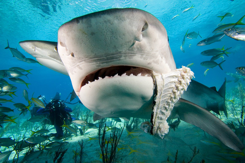 shark eating fish