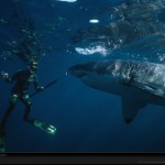 Team To Investigate Channel Islands Great White Shark Activity