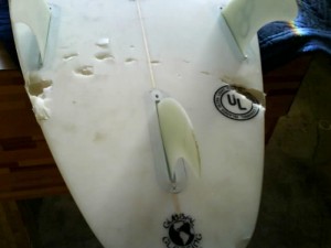 Shark Attacks Surfer at Surf Beach: The Final Word Impressive and Controversial Bite Marks