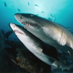 sand tiger sharks sand tiger sharks
