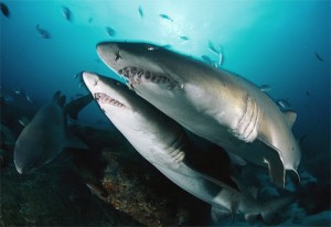 sand tiger shark 300x206 Hawaii DLNR Botches Shark Press Release 