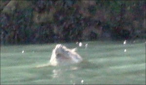 Alleged Great White Shark Sighting in Wales (UK) snn0217a 682 569590a 300x175 Alleged Great White Shark Sighting in UK