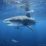 Tiger Shark, a ruthless killer with an appetite for flesh