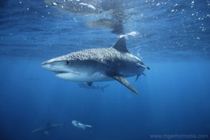 Tiger Shark, a ruthless killer with an appetite for flesh Tiger Shark, a ruthless killer with an appetite for flesh