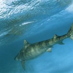 Tiger Shark Sighting on Big Island, Hawaii