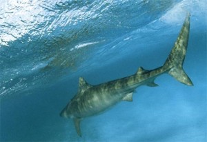 tiger shark underwater 300x206 Large Tiger Shark Sighting Closes Big Island Beaches