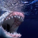 a great white shark clamps down with a force of 2 tons