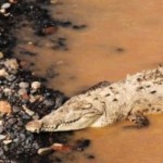 Bloodthirsty Crocodiles Invade Costa Rica Bloodthirsty Crocodiles Invade Costa Rica
