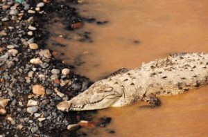 Bloodthirsty Crocodiles Invade Costa Rica