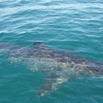 A picture of the actual shark that assaulted the family's boat