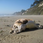 Decapitated Seal on Hope Ranch Beach Decapitated Seal on Hope Ranch Beach