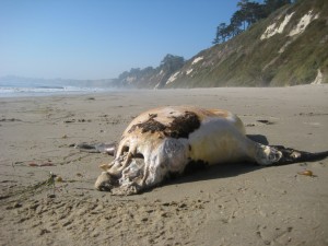 Decapitated Seal on Hope Ranch Beach