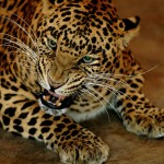 Boy Snatched By Leopard Near Baramulla The Fear Beneath covers Savage Wilderness territorya maneating leopard is on the loose in Baramulla