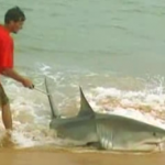 Great White Shark Fishing - West Australia's Downtime Bored? Try your hand at some Great White Shark fishing - casting from the beach!