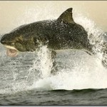Great White Shark Breaching Water (In Whyalla?)