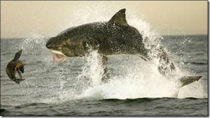 Great White Shark Breaching Water (In Whyalla?)